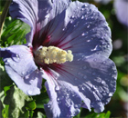 Morgentau auf zartem blau ... Morgentau auf zartem blau ...